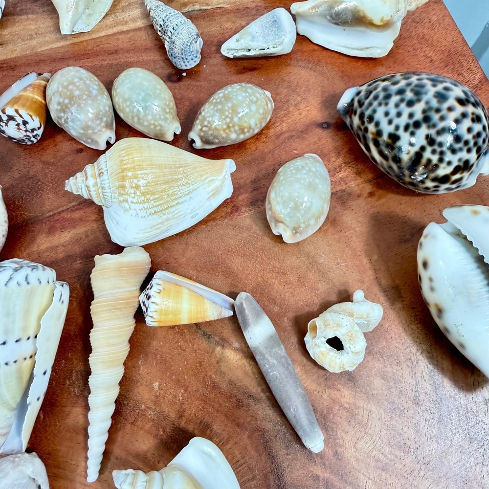 Natural Sea Shell Collection Assorted Lot Cone Cowrie Auger Specimen Decor 51 Pc - Picture 11 of 13